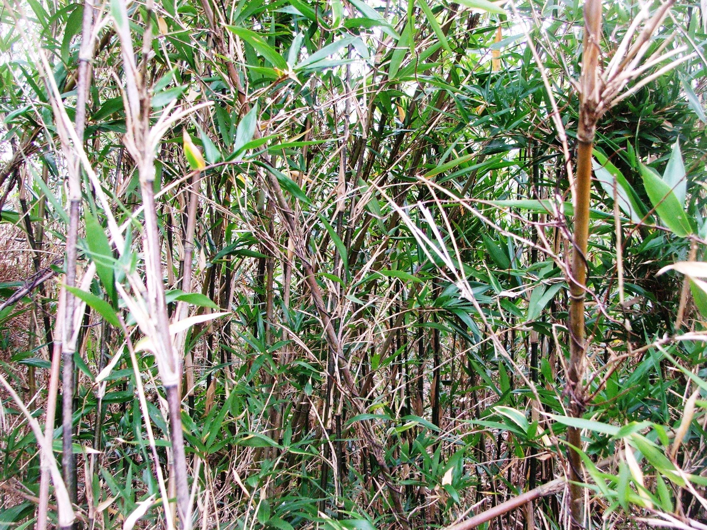 Photo of stand of River Cane